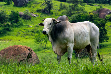 Touro Nelore IMG_8747