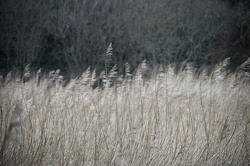 Frosty reeds