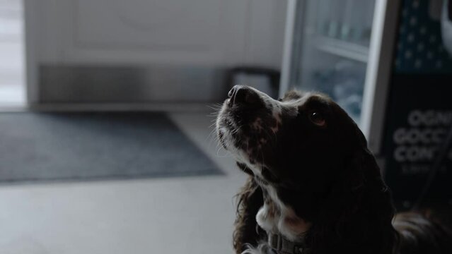 4k video of English Springer Spaniel in a dark room waiting for orders. Hunter dog.