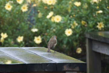 Robin in front of flowers
