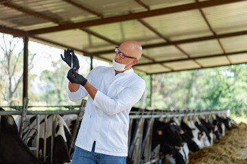 Cattle, cow animal farm veterinary. Agriculture industry, veterinarian or doctor communicating with cows in cowshed on dairy farm.