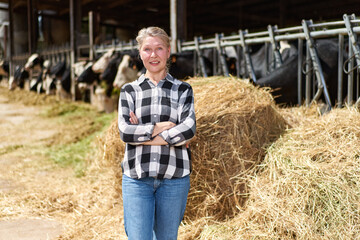 Fototapeta premium mature woman worker at cow livestock farmers on the background of cows
