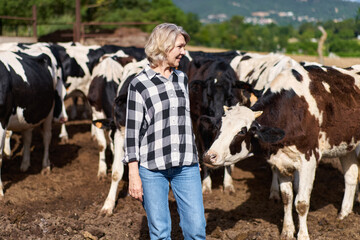 mature woman worker at cow livestock farmers on the background of cows