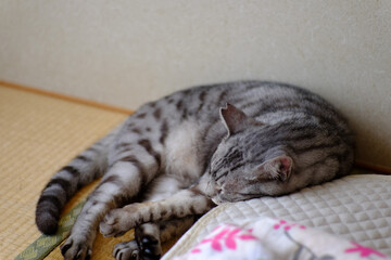 畳で丸くなって寝ている猫