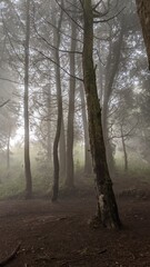 fog in the forest