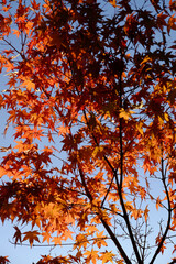 赤く色づいた楓の紅葉