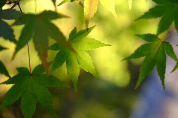 日本楓の葉のクローズアップ