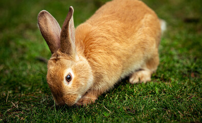 Rabbit in the grass