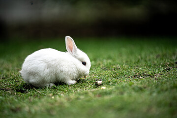 Rabbit in the grass
