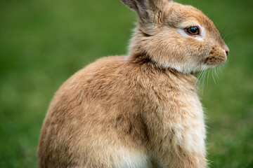 Rabbit in the grass