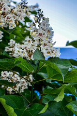 Common catalpa flowers - Latin name - Catalpa bignonioides .