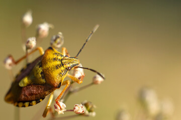 Beetle on flower