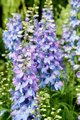 Obraz premium Blue-purple larkspur just after the rain