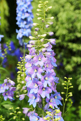 Blue-purple larkspur just after the rain