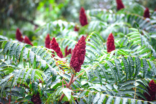 Sumac vinegar tree close-up