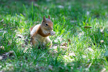 Naklejka na ściany i meble Red SquiRed Squirrel in the forestrrel in the forest