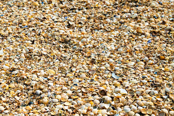 The texture of the summer sea beach - sand with small shells, top view. Summer natural background
