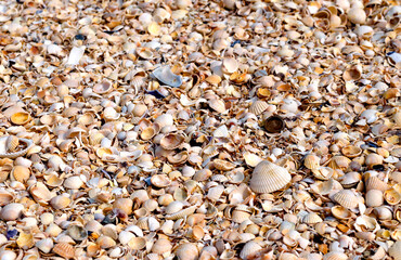 The texture of the summer sea beach - sand with small shells, top view. Summer natural background