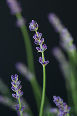 macro, beautiful lavender black background, close up. 