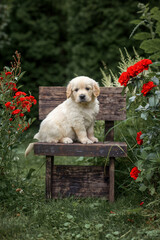 puppies dog golden retriever labrador sitting on a bench in the park in the summer in nature