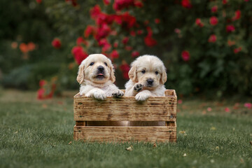 puppies dog golden retriever labrador in a wooden box in the park on the grass in the summer at...
