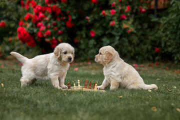puppies dog golden retriever labrador play chess in the summer in nature