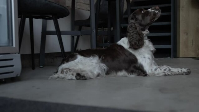4k video of English Springer Spaniel in a dark room waiting for orders. Hunter dog.