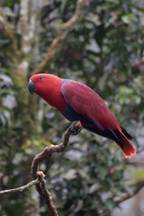 Red and green lory parrots with their vivid and beautiful feather on a tree branch