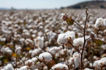 Cotton fields ready for harvesting