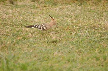 Eurasian hoopoe Upupa epops. Tecina. San Sebastian de La Gomera. La Gomera. Canary Islands. Spain.