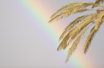 Fototapeta na wymiar Rainbow and leaves of Canary Island date palm Phoenix canariensis. Tecina. San Sebastian de La Gomera. La Gomera. Canary Islands. Spain.