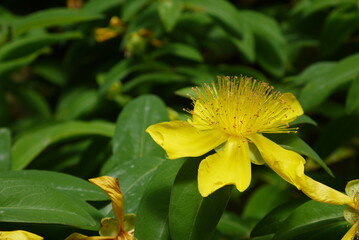 Żółte kwiaty w ogrodzie botanicznym - obrazy, fototapety, plakaty