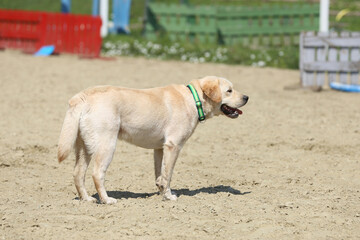 Purebred  labrador enjoy the summer