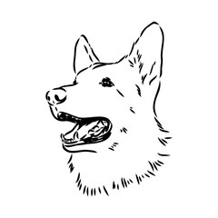pedigree dog drawn in ink by hand without a background