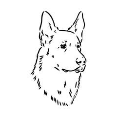 pedigree dog drawn in ink by hand without a background