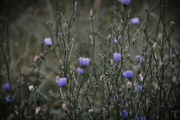 Fioletowe kwiaty  © artur
