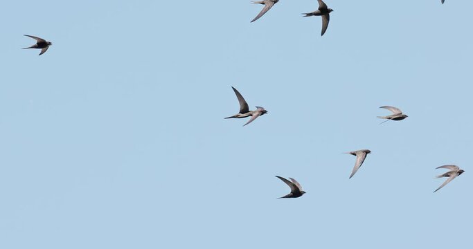 Flock of common swift
