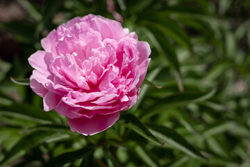 Pink peony (Paeonia sp) flower on green background.