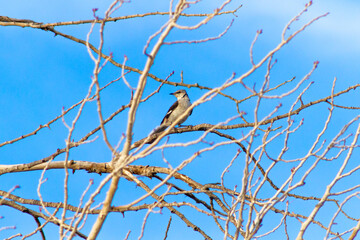 A Northern Mockingbird perched on a bare tree branch