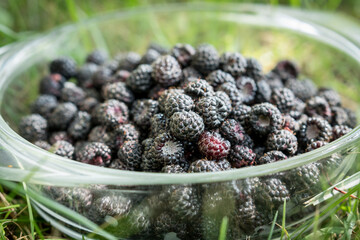 Glass plate with a fresh harvest of a black raspberry.