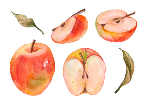 Watercolor hand drawn set of apples. Isolated eco natural food fruit illustration on white background