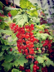 Fresh juicy organic Currants. Healthy red fruits in the garden