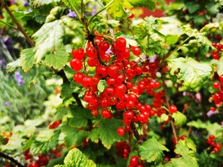 Fresh juicy organic Currants. Healthy red fruits in the garden