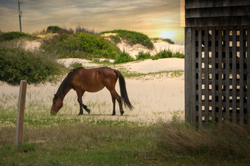 Horse On The Beach At Sunset