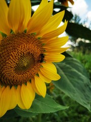 a honey bee collecting pollen on a sunflower