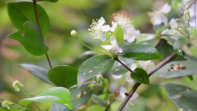The flowers of the pitanga tree (Eugenia uniflora) being pollinated by bees after rain in the city of Rio de Janeiro, Brazil.