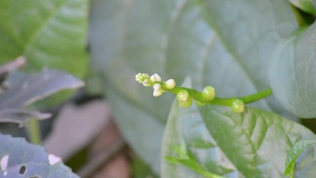 Flower and leaves of the bertalha (Basella alba) grown organically in the city of Rio de Janeiro, Brazil.