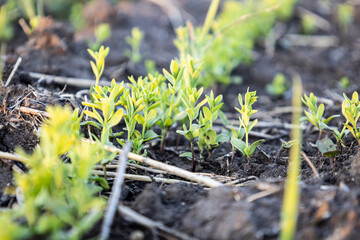 Close-up of flax shoots. Cultivation of flax.