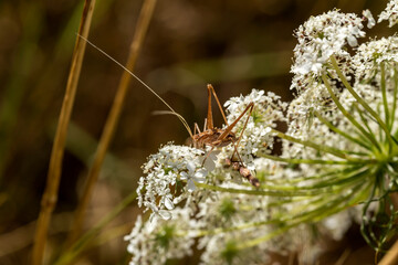 Grasshopper (Pholidoptera femorata) sitting on a plant close-up