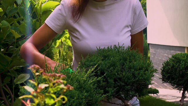 Close-up woman's hands cutting juniper in the garden. Pruning an evergreen juniper shrub in landscape design. The concept of happiness, joy, topiary care.